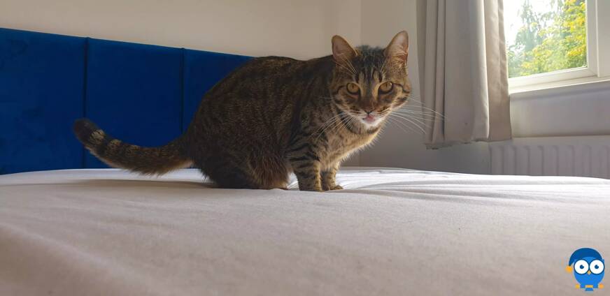 Cat on DreamCloud mattress protector